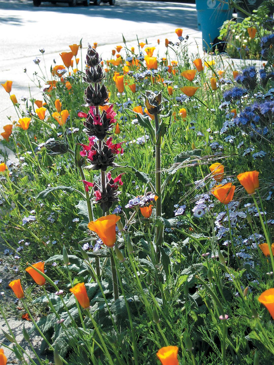 Introduce‍ wildflower ⁢patches to promote‌ biodiversity within your⁢ landscaping design