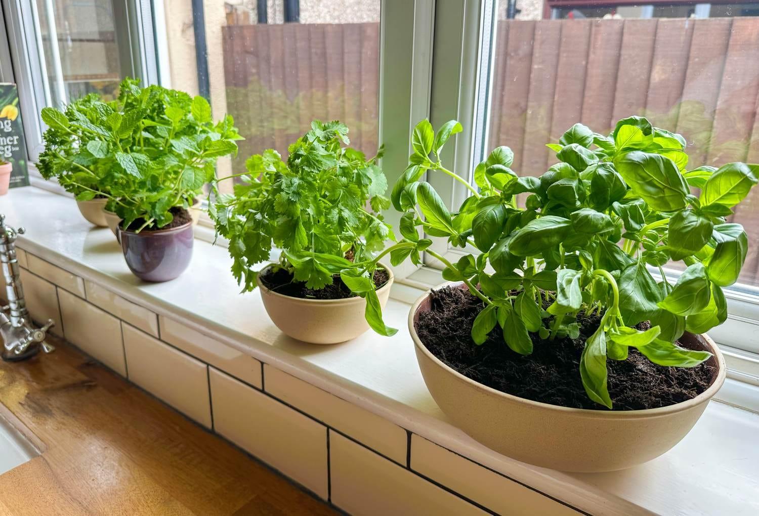 Fresh ​herbs on windowsills inspire ‍culinary⁤ creativity in ⁢your country kitchen