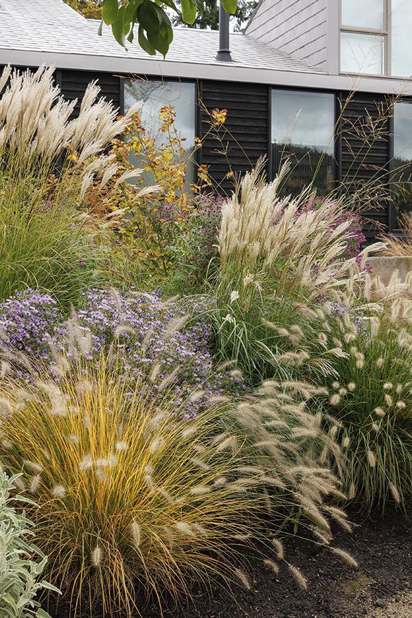 Use ornamental grasses for texture in your front yard design