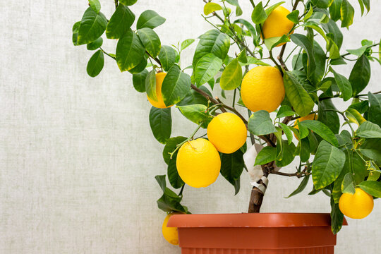 Lemon Plant Images - Browse 353,785 stock photos, vectors and videos | Adobe Stock