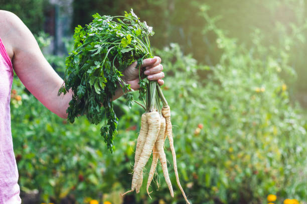 Unlock the Secrets to Growing Delicious Parsnips: Your Ultimate Step-by-Step Guide!