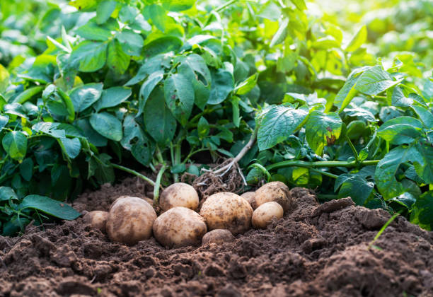 Unlock the Secrets to Thriving Potato Plants: Your Ultimate Step-by-Step Guide!