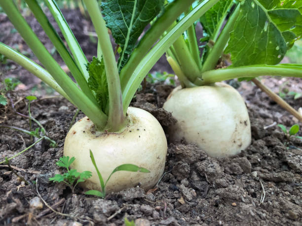 Unlock the Secrets to Thriving Turnips: Your Ultimate Growing Guide!