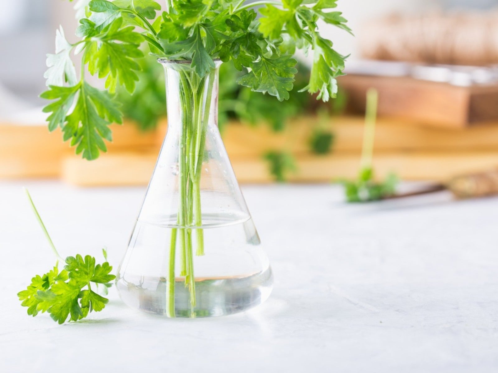 Unlock the Secrets: 12 Lush Herbs You Can Easily Grow in Water!