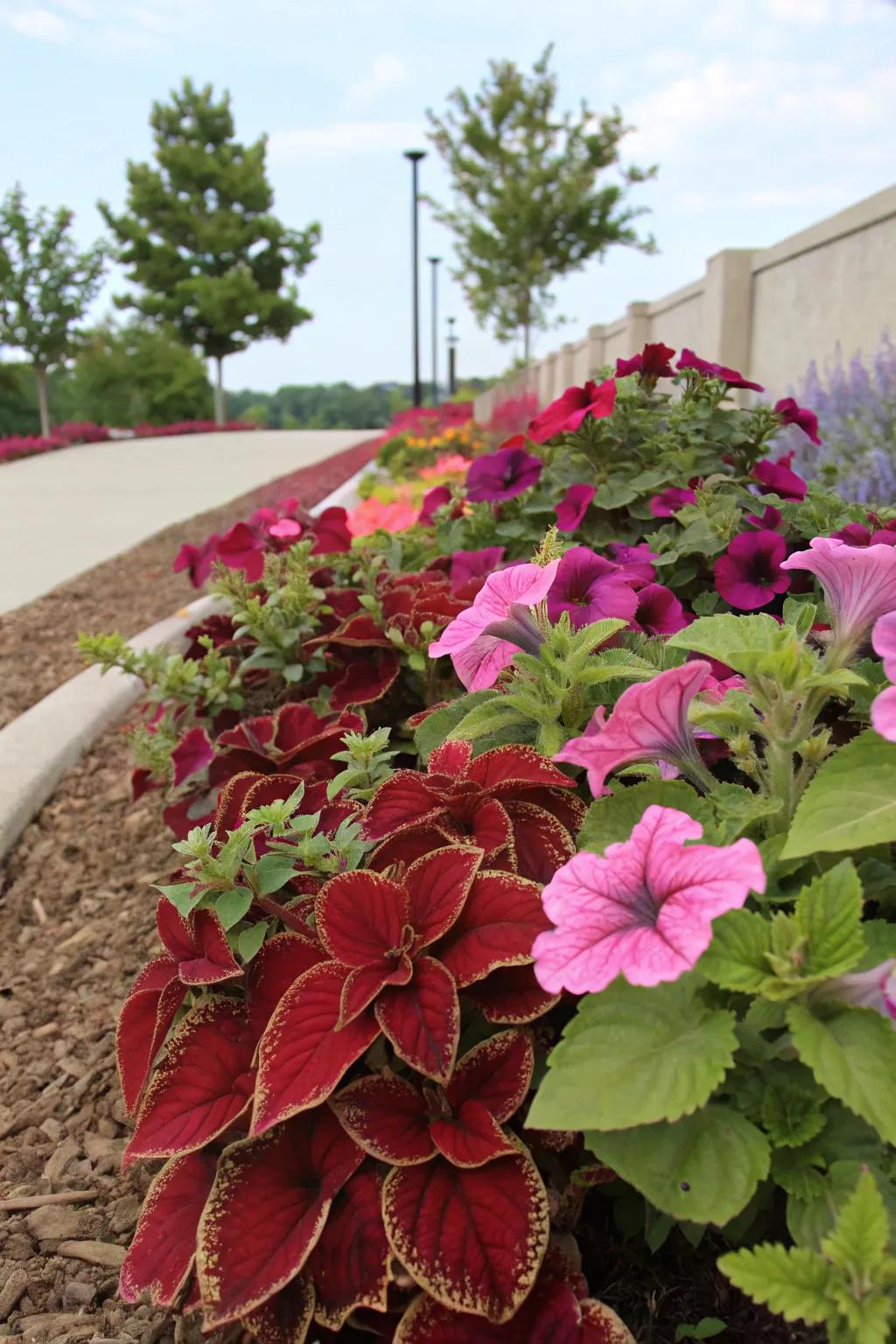 Rainbow foliage adds vibrant leaf color to petunia displays.