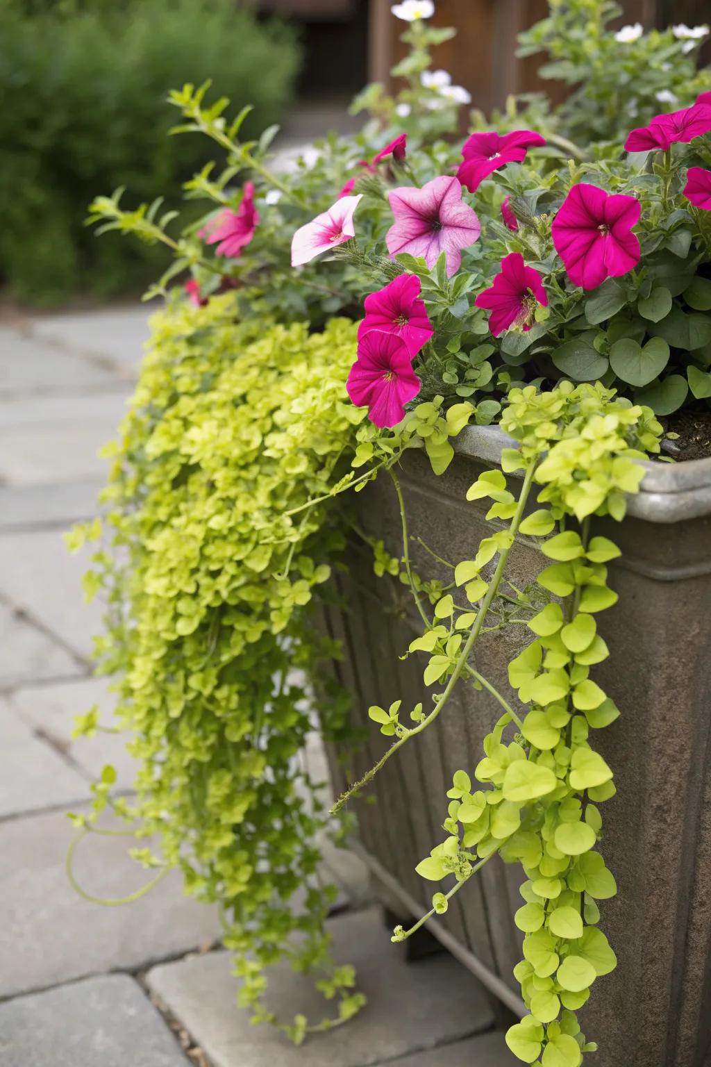 Sunbeam creeper creates a golden carpet beneath petunias.