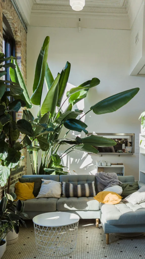 Indoor plants in living room