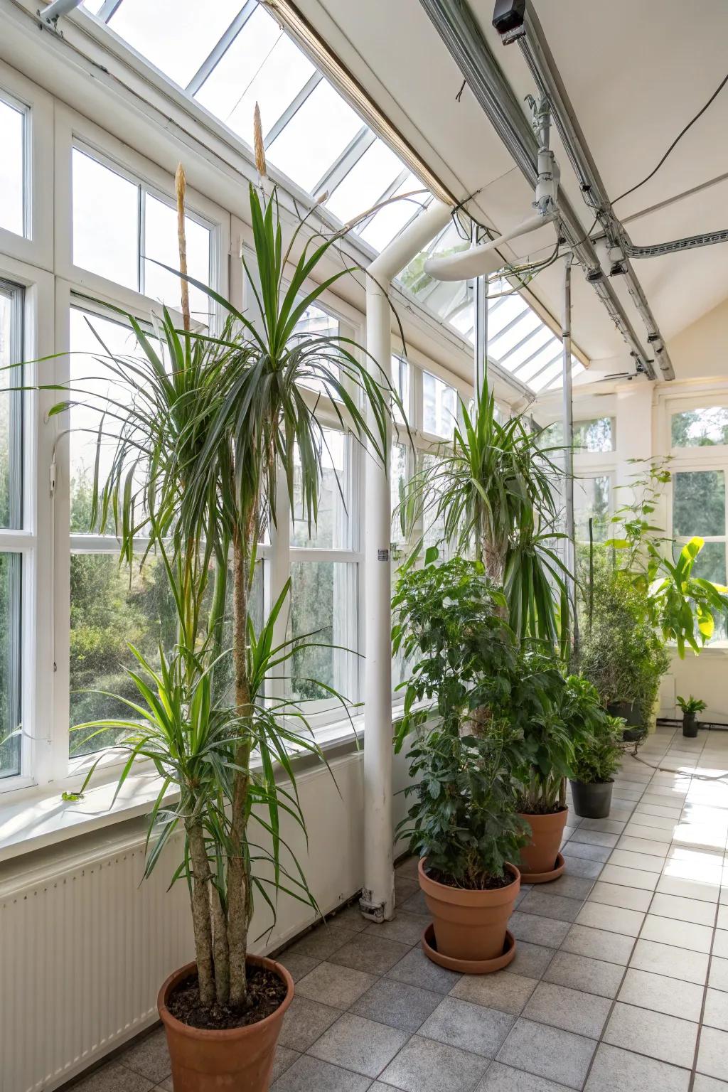 Indoor plants hiding water heater