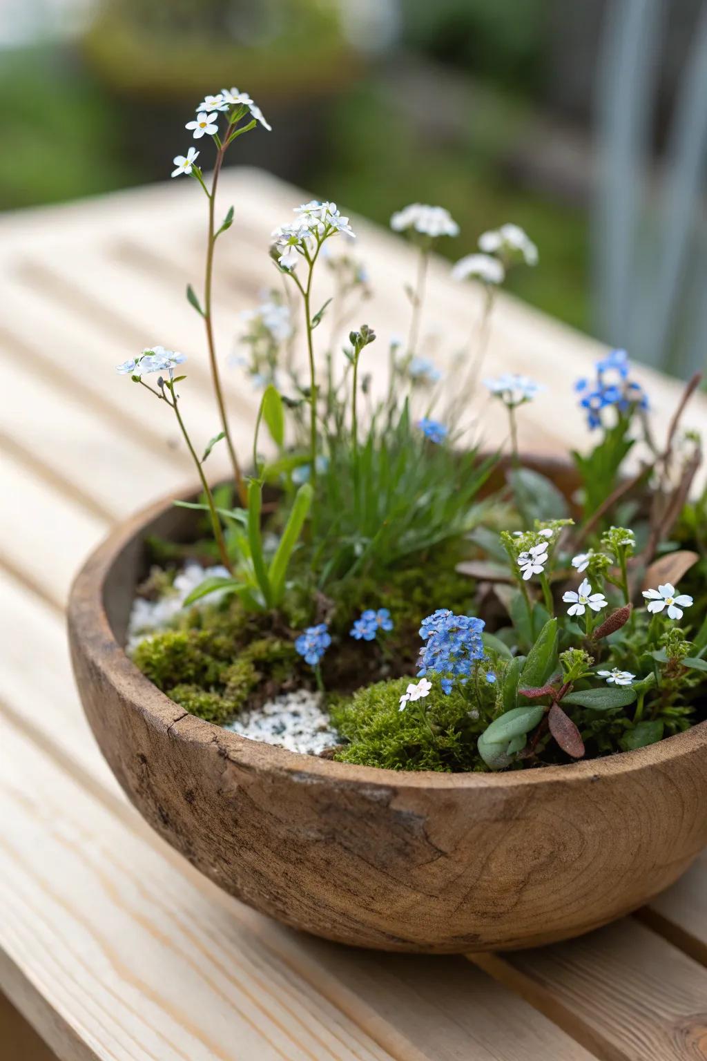 Celebrate the beauty of a tiny meadow bursting with colorful blooms.