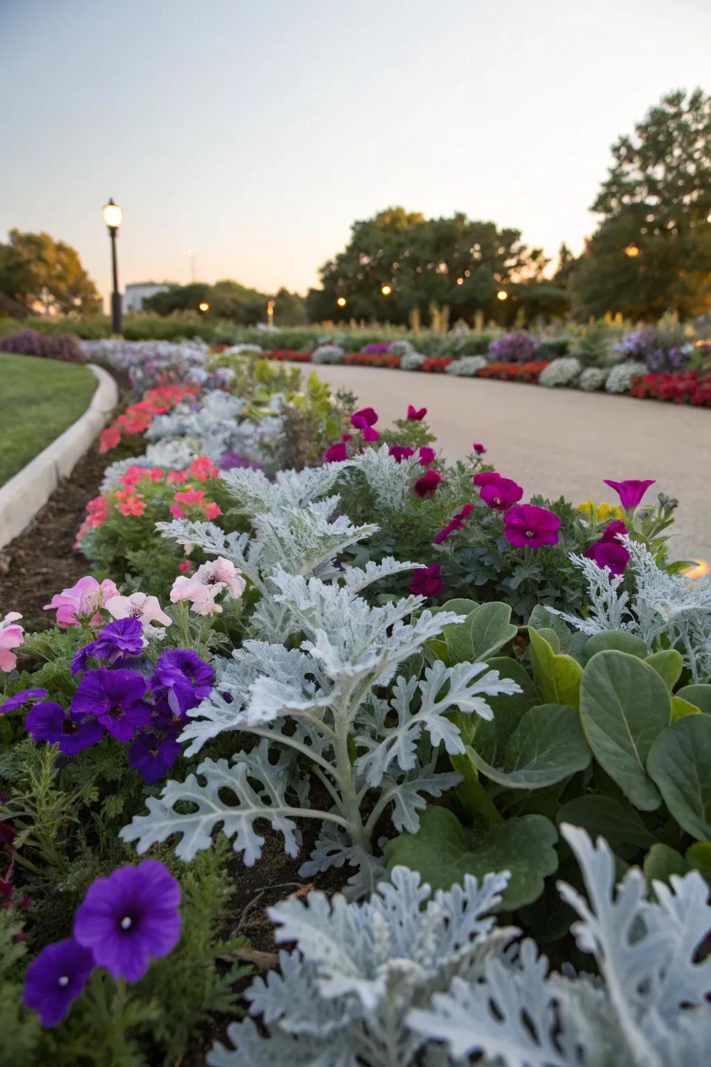 Silver Dust Plant's shimmering leaves create a striking contrast with colorful petunias.